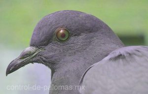 malla para control de pájaros