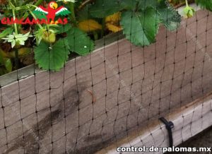 Barrera anti pájaros