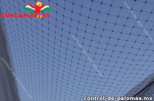 Control de palomas
